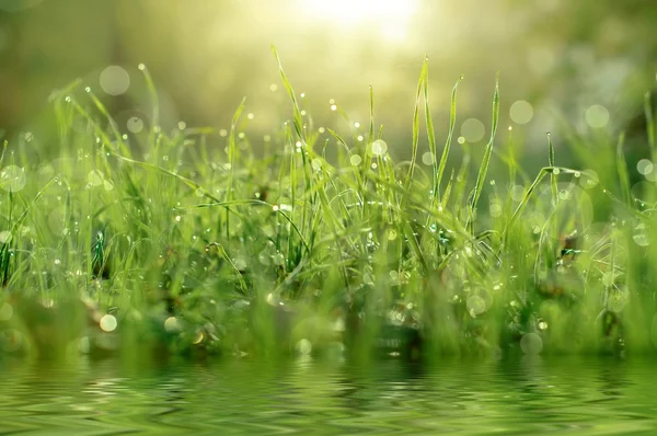 Hierba fresca con gotas de rocío de cerca, fondo natural — Foto de Stock