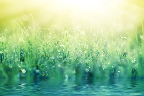 Зеленая трава с каплями росы, естественный фон — стоковое фото