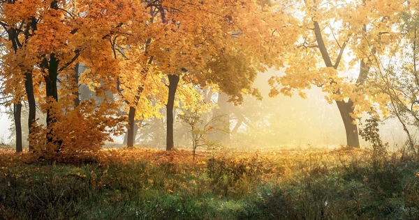 Automne dans la forêt ensoleillée, fond naturel — Photo