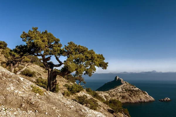 夏の風景 wiyh 木、海、山、自然の背景 — ストック写真