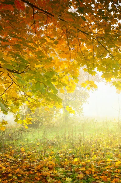 Galho de árvore colorido na floresta nebulosa, início da manhã terra de outono — Fotografia de Stock