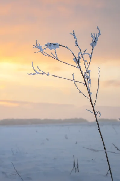 Tree branch covered by the first snow on sunrise, early morning — Stock Photo, Image