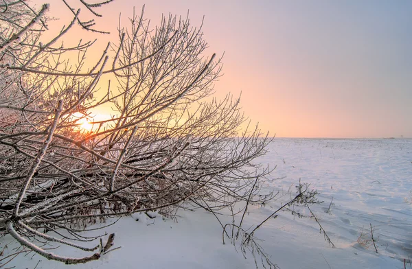 Árvore ramo coberto pela primeira neve ao nascer do sol, de manhã cedo — Fotografia de Stock