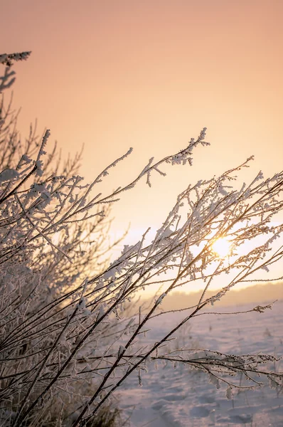 Árvore ramo coberto pela primeira neve ao nascer do sol, de manhã cedo — Fotografia de Stock