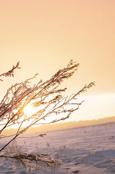 Tree branch covered by the first snow on sunrise, early morning — Stock Photo, Image