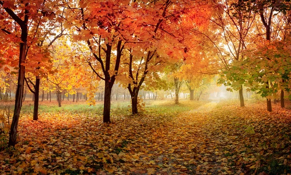 Złota jesień w słonecznym lesie, naturalne tło — Zdjęcie stockowe