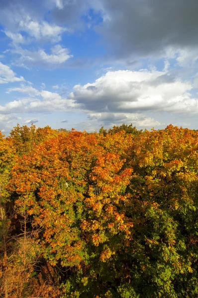 Colorful trees and cloudy sky, natural autumn background — Stock Photo, Image