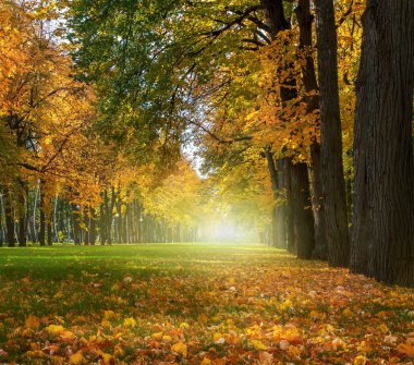 Romantik sokakta güzel bir park ile renkli ağaçlar, sonbahar 