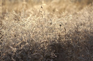 sabah erken çiğ ve Frost'un üzerinde ağaç brach, doğal kış backgr