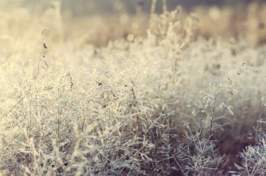 sabah erken çiğ ve Frost'un üzerinde ağaç brach, doğal kış backgr