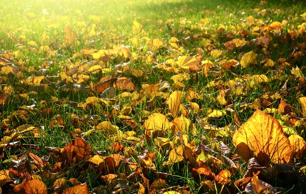 Fallen autumn leaves on a meadow, natural backround — Stock Photo, Image