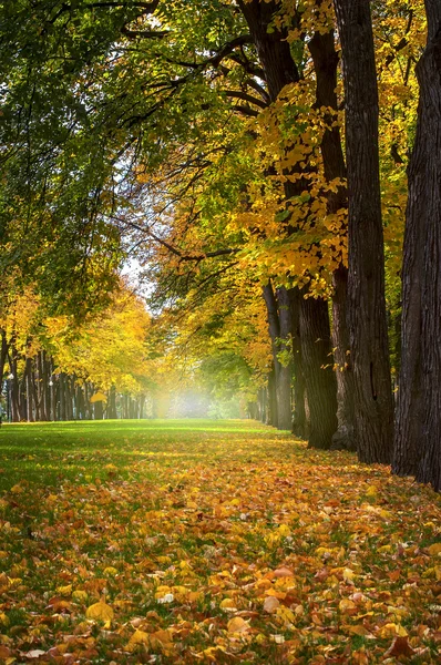 Piękny romantyczny aleja w parku porośniętym kolorowy, jesień — Zdjęcie stockowe