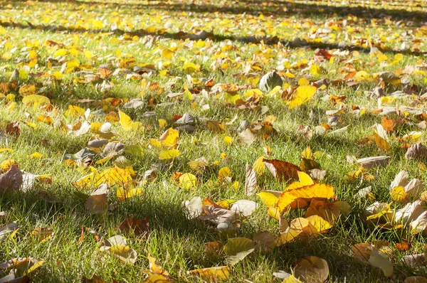 Colorful autumn lawn, natural background — Stock Photo, Image