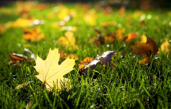 Autumn colorful leaf on a green lawn, natural background — Stock Photo, Image