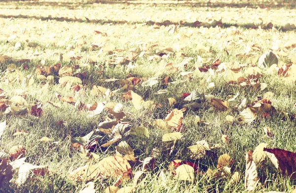 Красочный осенний газон, натуральный винтажный фон — стоковое фото