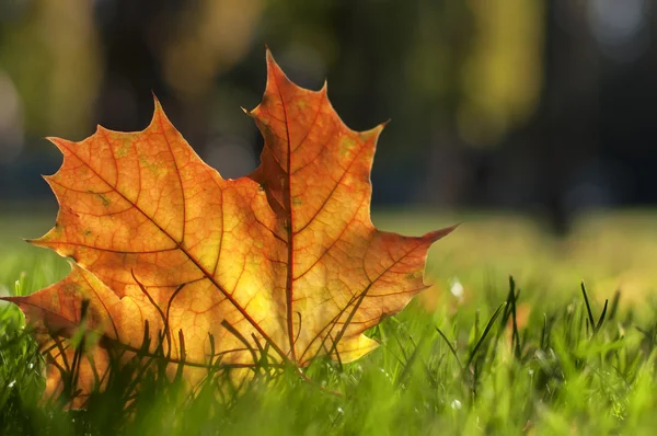 Herbst buntes Blatt auf grünem Rasen, natürlicher Hintergrund — Stockfoto