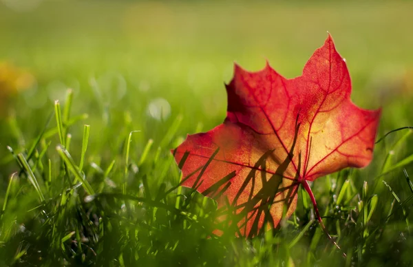 Autumn red  leaf on a green lawn, natural background — Stock Photo, Image