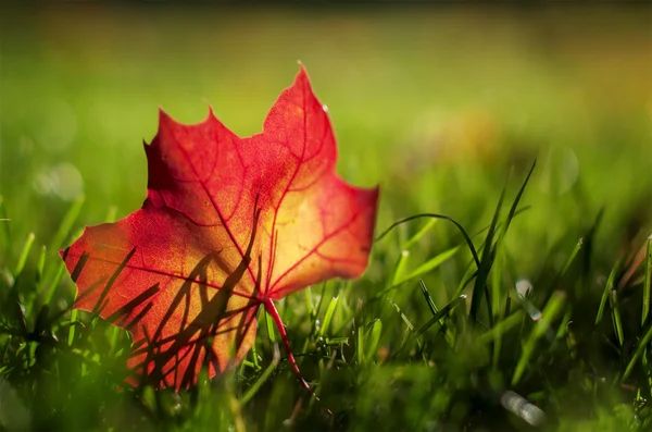 Autumn red  leaf on a green lawn, natural background — Stock Photo, Image