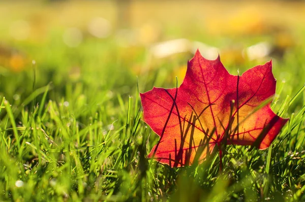 Autumn red  leaf on a green lawn, natural background — Stock Photo, Image