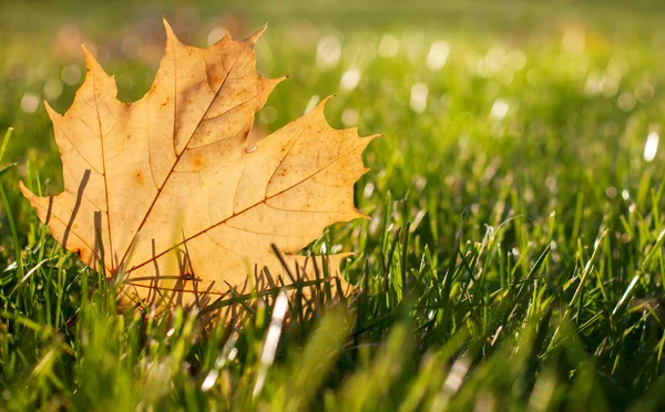 Autumn yellow  leaf on a green lawn, natural background — Stock Photo, Image