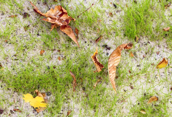 Autumn awn with colorful leaves and sand, natural background — Stock Photo, Image