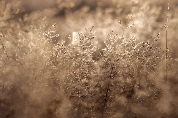 Rugiada mattutina e gelo sulla brace degli alberi, zaino invernale naturale — Foto Stock