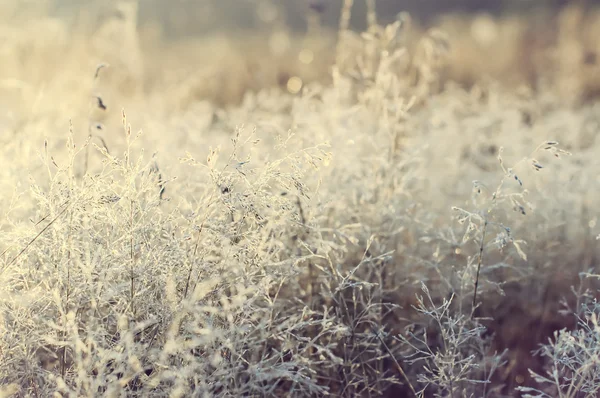 Morgentau und Frost am Baum, natürlicher Winterrückstand — Stockfoto