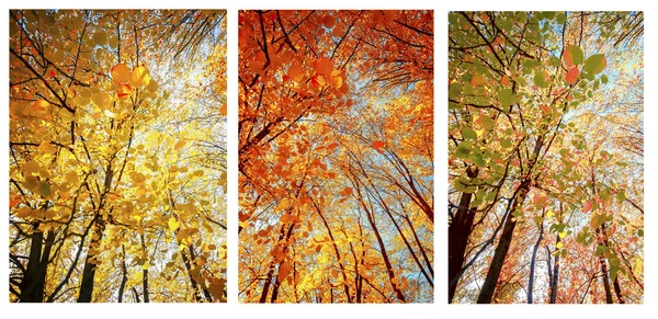 Set of autumn background tree branches with golden leaves — Stock Photo, Image