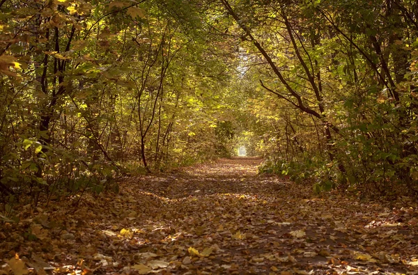 Красивая аллея деревьев в лесу, осенний природный фон — стоковое фото