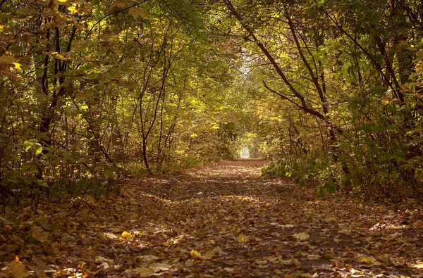 Prachtige boom steegje in forest met najaar natuurlijke achtergrond — Stockfoto