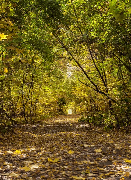 Hermoso callejón colorido del árbol en bosque, backgro natural del otoño —  Fotos de Stock