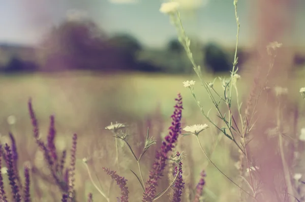 Beau paysage estival vintage avec des camomilles — Photo