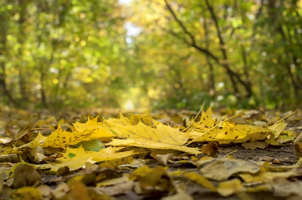 Fallin colorful leaves on the ground, natural autumn background — Stock Photo, Image