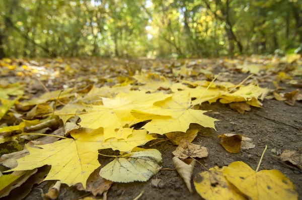 Ficsur színes levelek a földön, a természetes őszi háttér — Stock Fotó