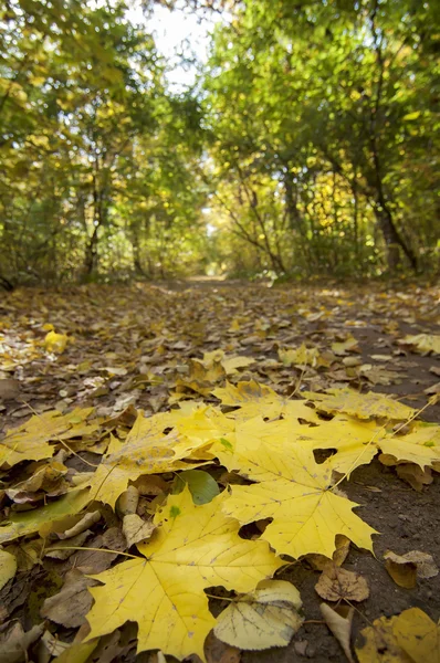 Fallin colorful leaves on the ground, natural autumn background — Stock Photo, Image