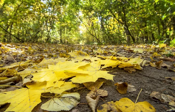 Fallin colorful leaves on the ground, natural autumn background — Stock Photo, Image