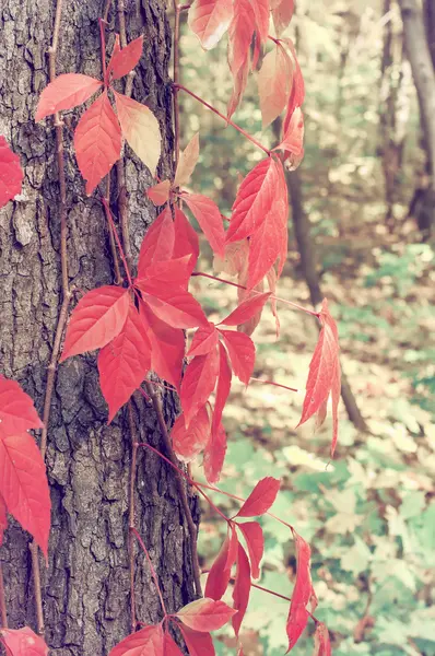 Autumn tree with re leaves in sunny forest, natural background w — Stock Photo, Image