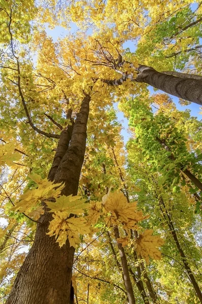 Colorful tree branches in sunny forest, autumn natural backgroun — Stock Photo, Image