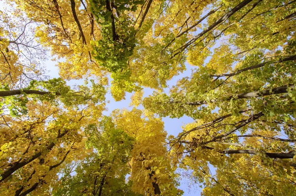 Arbres colorés branches dans la forêt ensoleillée, automne backgrou naturel — Photo