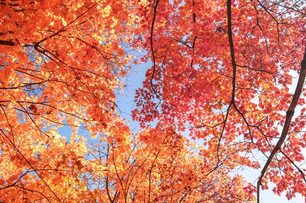 Ramas de árboles coloridos en el bosque soleado, el otoño natural backgrou —  Fotos de Stock