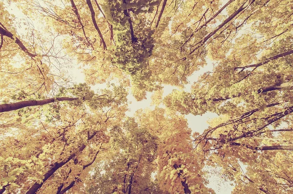 Galhos de árvores coloridas na floresta ensolarada, Outono fundo natural — Fotografia de Stock