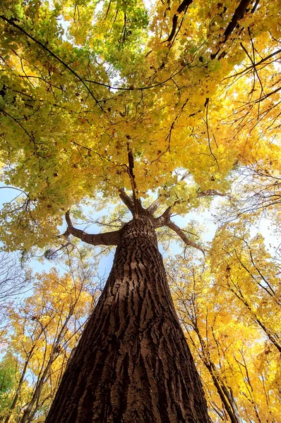 Branches d'arbres colorées dans la forêt ensoleillée, backgroun naturel d'automne — Photo