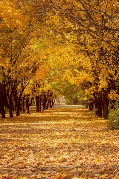 Allée d'arbre doré avec des feuilles tombantes, paysage d'automne — Photo