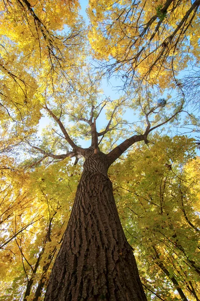 Branches d'arbres colorées dans la forêt ensoleillée, backgroun naturel d'automne — Photo