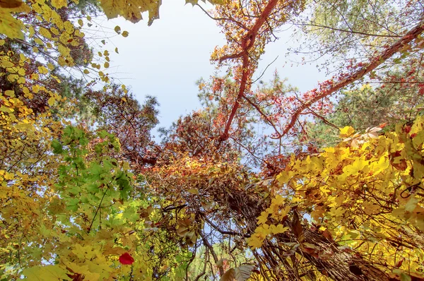 Ramas coloridas del árbol en bosque soleado, fondo natural del otoño —  Fotos de Stock