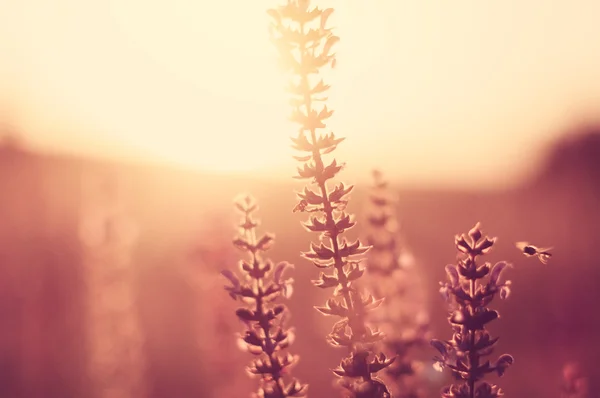 Vintage sommarblommor på solnedgången, naturliga bakgrund — Stockfoto