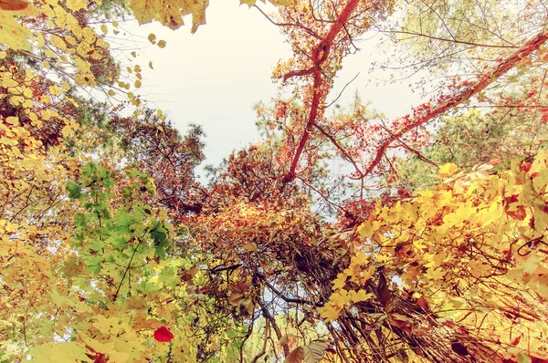 Rami di alberi colorati nella foresta soleggiata, backgroun naturale autunno — Foto Stock