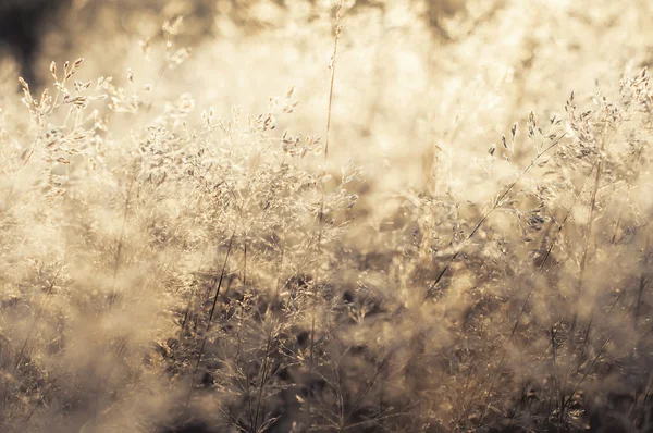 Frühmorgendlicher Tau und Frost auf einem Gras, natürlicher Winterhintergrund — Stockfoto