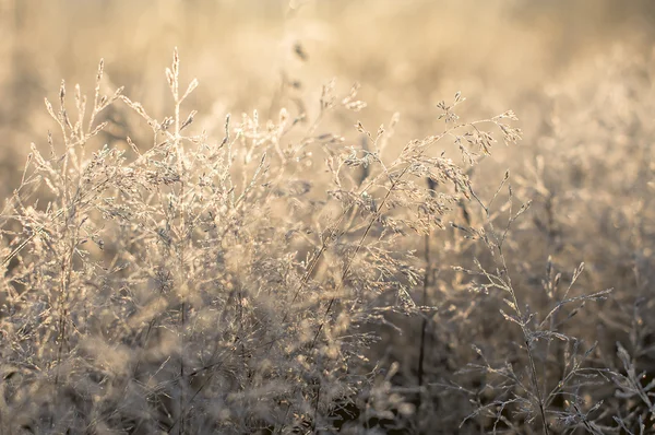 Tidig morgondagg och frost på träd brach, naturliga vintern bakgr — Stockfoto