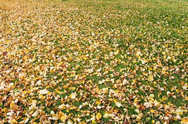 Autumn lawn with falling colorful leaves, natural background — Stock Photo, Image